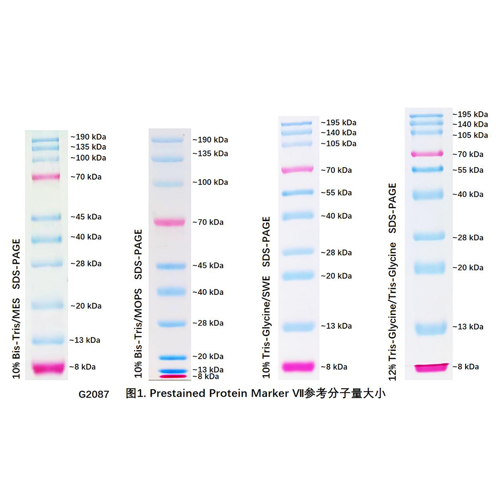 Servicebio Biological Products Servicebio Wuhan Servicebio