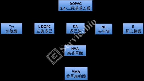色氨酸代谢途径 色氨酸代谢途径