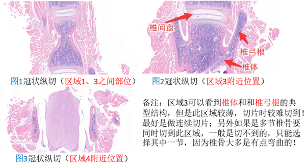 赛维尔生物服务|产品_Servicebio_武汉赛维尔生物科技有限公司