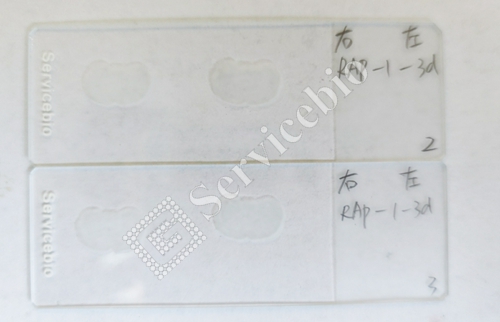 冰冻切片.jpg