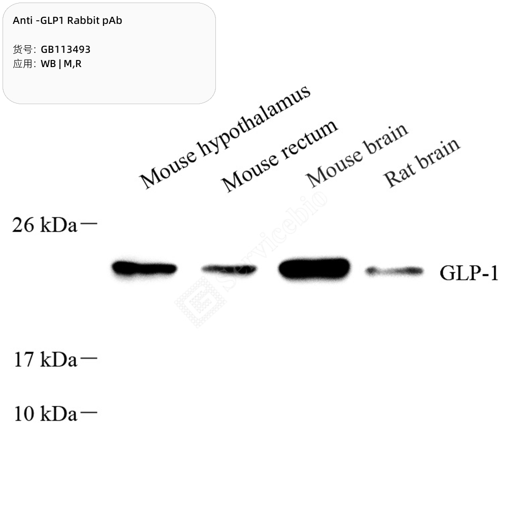 servicebio