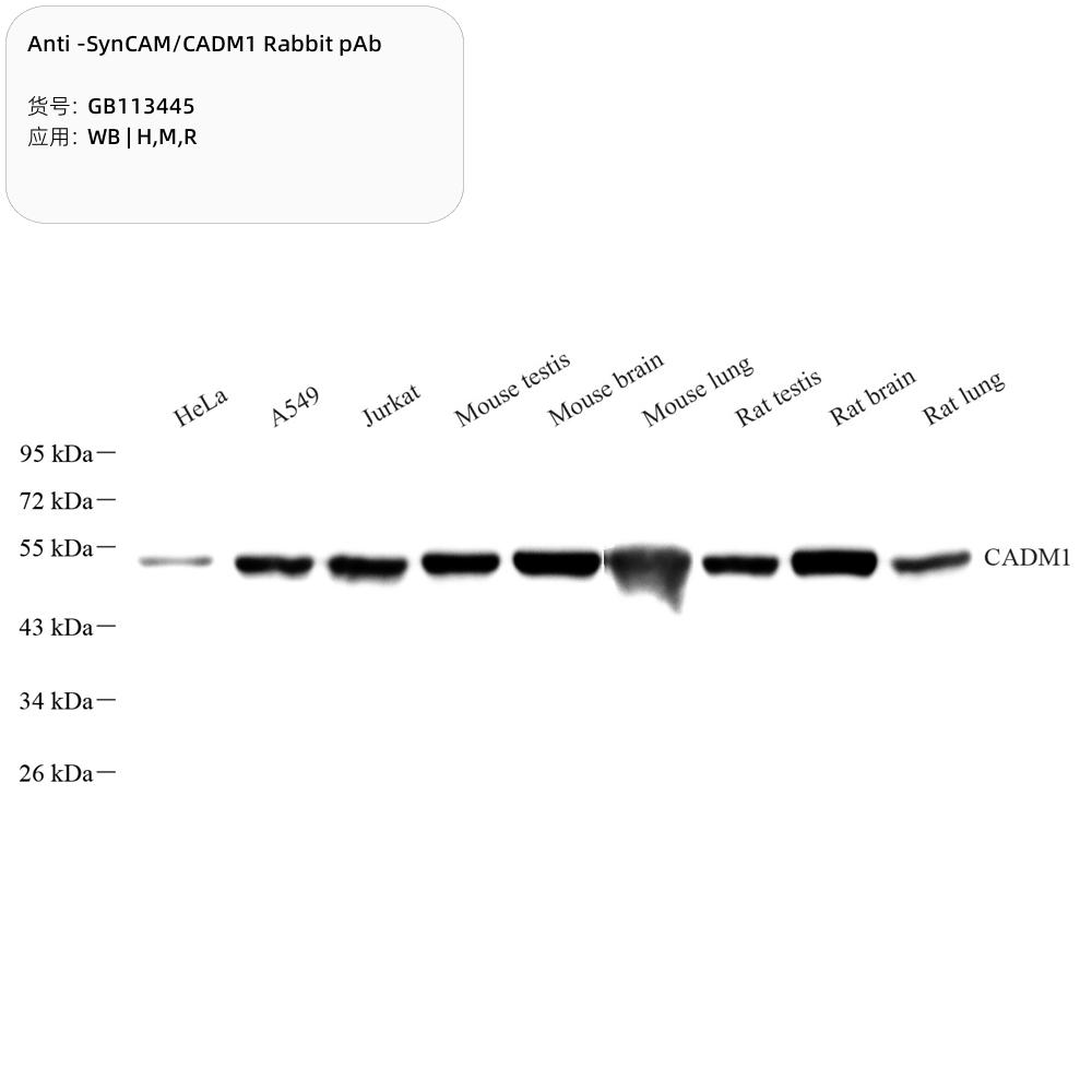  servicebio 