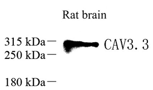 Anti-CACNA1I Rabbit pAb