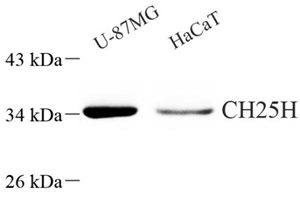 Anti-CH25H Rabbit pAb