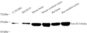 Anti-beta III Tubulin Mouse mAb