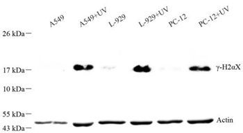 Anti-Phospho-H2AX Rabbit pAb