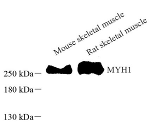 Anti-MYH1 Rabbit pAb