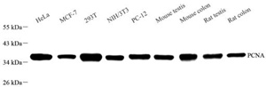 Anti-PCNA Rabbit pAb