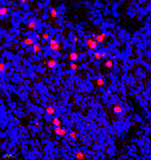 Picture 3.png Picture 3.png