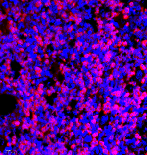 Picture 4.png Picture 4.png