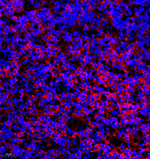 Picture 5.png Picture 5.png