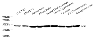 Anti-NeuN Rabbit pAb