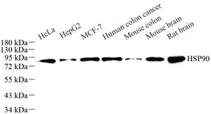 Anti-Hsp90 Rabbit pAb