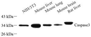 Anti-Caspase-3 Rabbit pAb