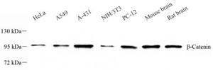 Anti-beta Catenin Mouse mAb