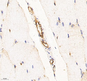 Anti-CD31 Mouse mAb