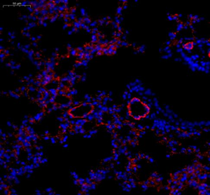 Anti-PECAM1 Mouse mAb