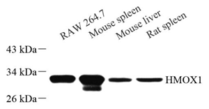 Anti-Heme Oxygenase 1 Mouse mAb