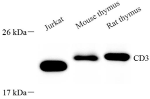 Anti-CD3E Rabbit pAb