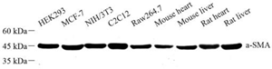 Anti-ACTA2 Rabbit pAb