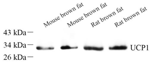 Anti-UCP1 Rabbit pAb