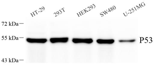 Anti-p53 Rabbit pAb