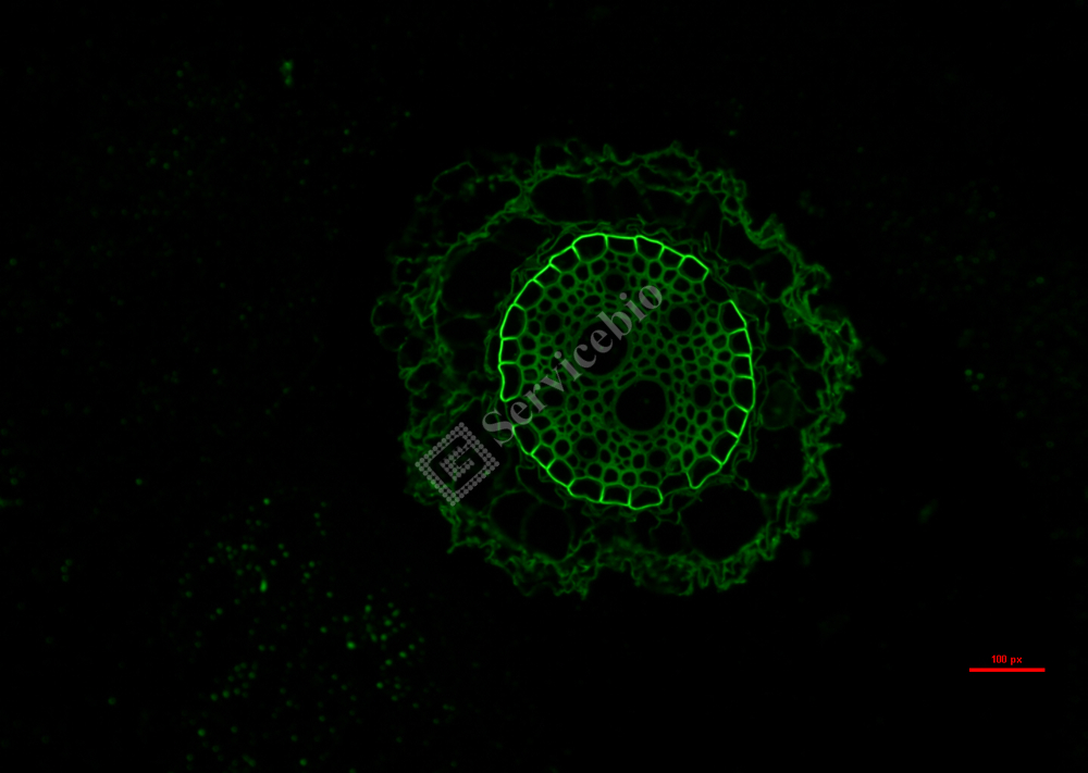 根1 green.jpg 根1 green.jpg