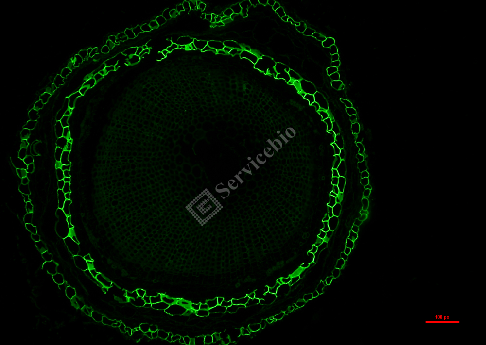 根-2 green.jpg 根-2 green.jpg