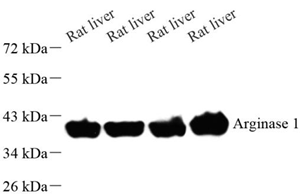 Anti-Arginase 1 Rabbit pAb