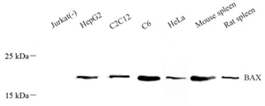 Anti-Bax Rabbit pAb