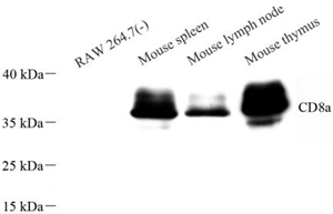 Anti-CD8 alpha Rabbit pAb