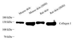 Anti-Collagen I Rabbit pAb