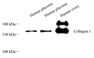 Anti-COL1A1 Rabbit pAb