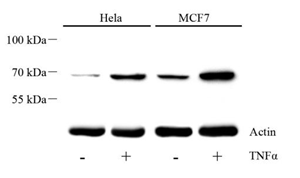 Anti-Phospho-NF-kB p65 (S536) Rabbit pAb