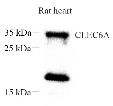 Picture 11(1).png