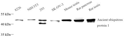 Picture 10(12).png