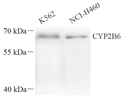 Picture 10(14).png