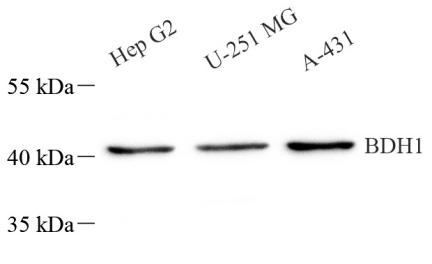 Picture 10(17).png