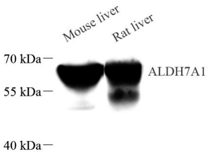 Picture 10(18).png