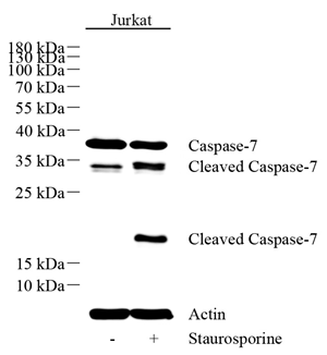 01 GB12540_5F11G11 CASPASE7_WB.png