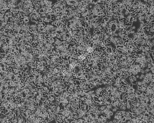 image1.png