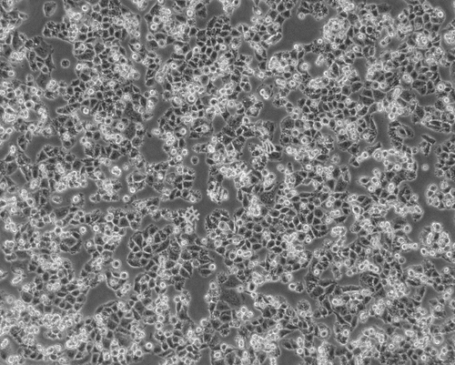 image2.png