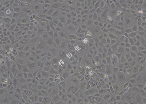 image1.png