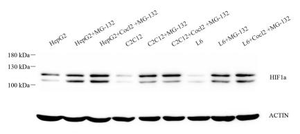 Anti-HIF-1 alpha Rabbit pAb