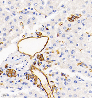 06 GB11310-1_210601 865_86517081602 AQP1 H liver d900_40.0x_IHC.jpg