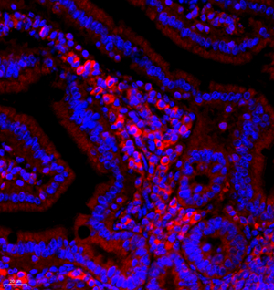 08 GB11346_170701 600_60017060702 Neurotensin M small intestine d500_40.0x_IF.jpg