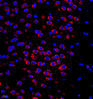 09 GB11346_170701 600_60017060702 Neurotensin M brain d500_40.0x_IF.jpg