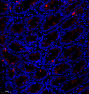 06 GB11986_190301 3358_ ubc13 R small intestine d500_25.0x_IF.jpg