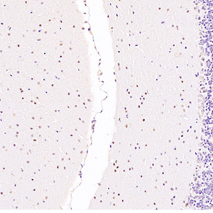 02 GB112707_ A150_ Zfpm2 M cerebellum d3600_20.0x_IHC.jpg