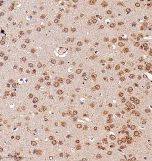 02 GB114951_20220908_PEX16_12995_1299521102602 M Brain d1000_IHC_30.0x.jpg